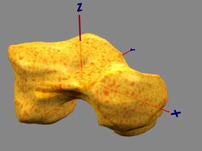 Modello virtuale dell'astragalo (osso del piede)