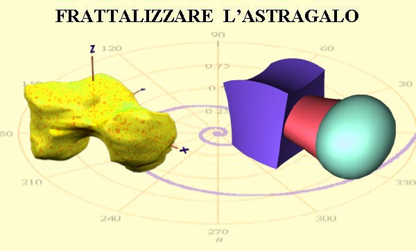 Ricerca matematica, presentata a Teramo al convegno nazionale Mathesis, sul rapporto tra l'astragalo (osso del piede) e i frattali